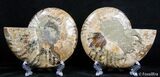 Inch Split Ammonite Pair #2619-2